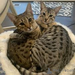 Foto №1. savannah-katze - zum Verkauf in der Stadt Espoo | 500€ | Ankündigung № 171572