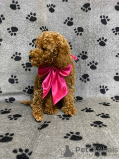 Foto №4. Ich werde verkaufen pudel (toy) in der Stadt Belgrad.  - preis - verhandelt