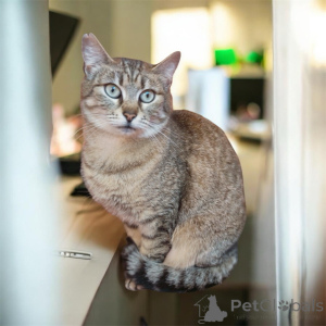 Foto №1.  - zum Verkauf in der Stadt Minsk | Frei | Ankündigung № 168644