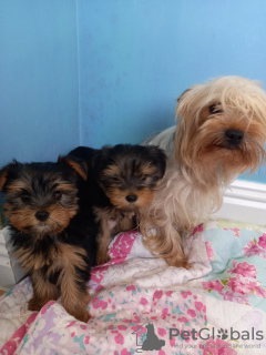 Foto №1. yorkshire terrier - zum Verkauf in der Stadt München | 246€ | Ankündigung № 43028