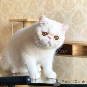 Foto №4. Ich werde verkaufen exotische kurzhaarkatze in der Stadt Antwerpen. quotient 	ankündigung, züchter - preis - 500€