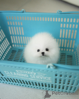 Foto №1. pommersche spitz - zum Verkauf in der Stadt Liberc | verhandelt | Ankündigung № 155013