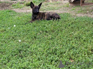 Zusätzliche Fotos: Niederländische Schäferhundwelpen