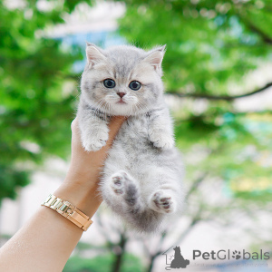 Foto №1. munchkin - zum Verkauf in der Stadt New York | 372€ | Ankündigung № 152207