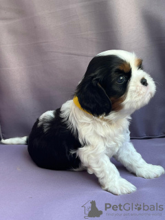 Foto №1. cavalier king charles spaniel - zum Verkauf in der Stadt Bobowa | verhandelt | Ankündigung № 112628