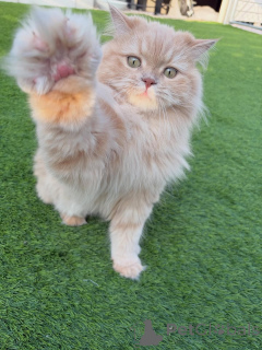 Foto №3. Süß, weich und voller Anmut das ist Anya, die sibirische Schneeprinzessin. Island