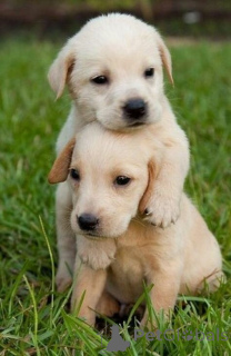 Foto №2 zu Ankündigung № 168816 zu verkaufen labrador retriever - einkaufen USA quotient 	ankündigung