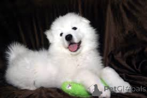 Foto №3. Samoyed Welpen. Deutschland
