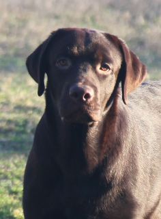 Foto №1. labrador retriever - zum Verkauf in der Stadt Cherson | 800€ | Ankündigung № 4733