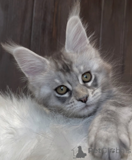 Foto №1. maine-coon-katze - zum Verkauf in der Stadt Aachen | 950€ | Ankündigung № 161400