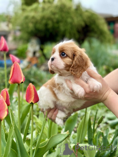 Foto №4. Ich werde verkaufen cavalier king charles spaniel in der Stadt Minsk. vom kindergarten - preis - verhandelt
