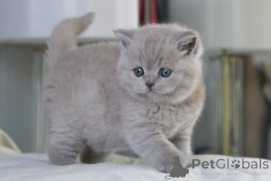 Foto №3. Super schattige britische Korthaar-Kätzchen. Belgien