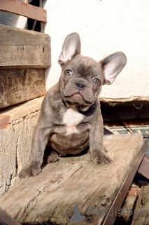 Foto №3. Französische Bulldogge, exotische Welpen. Serbien