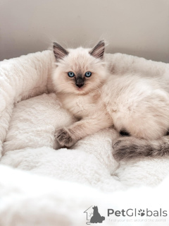 Foto №1. ragdoll-katze - zum Verkauf in der Stadt Dresden | verhandelt | Ankündigung № 169403