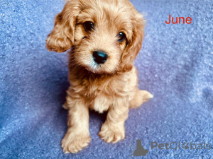 Foto №4. Ich werde verkaufen cavalier king charles spaniel in der Stadt Villach. züchter - preis - 400€