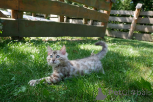 Foto №3. Verspielte Bengalkatzen, intelligent, aktiv und liebevoll. Deutschland