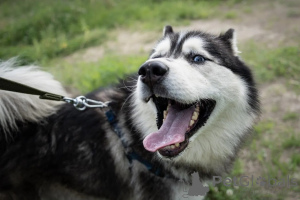 Foto №4. Ich werde verkaufen siberian husky in der Stadt Moskwa. quotient 	ankündigung - preis - Frei