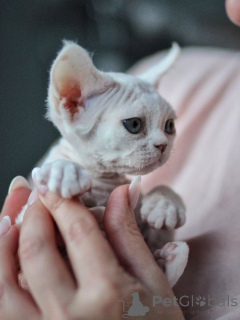 Foto №3. Gesellige Devon-Rex-Kätzchen, ideal für liebevolle und aktive Familien. Deutschland