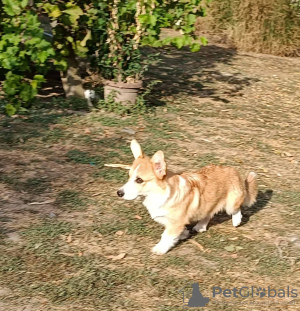 Foto №3. Male Welsh Corgi puppy. Serbien