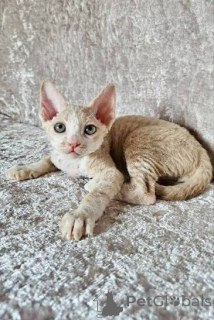 Foto №2 zu Ankündigung № 173242 zu verkaufen cornish rex - einkaufen Monaco quotient 	ankündigung, züchter