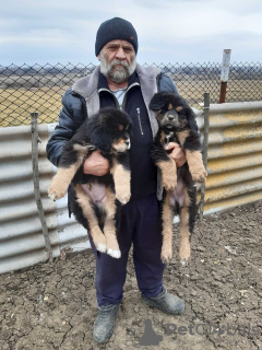 Foto №2 zu Ankündigung № 9471 zu verkaufen mischlingshund - einkaufen Ukraine vom kindergarten