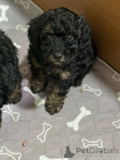 Foto №4. Ich werde verkaufen pudel (toy) in der Stadt Belgrad.  - preis - verhandelt