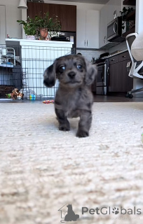 Foto №1. dackel - zum Verkauf in der Stadt Berlin | verhandelt | Ankündigung № 152355