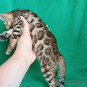 Foto №2 zu Ankündigung № 135920 zu verkaufen bengal katzenrasse - einkaufen USA 