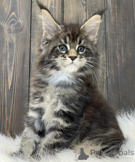 Foto №2 zu Ankündigung № 163460 zu verkaufen maine-coon-katze - einkaufen Deutschland züchter