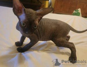 Foto №3. Schöne Sphynx Kätzchen, 10 Wochen alt. USA