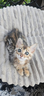 Foto №1. bengal katzenrasse - zum Verkauf in der Stadt Borlänge | 750€ | Ankündigung № 153245