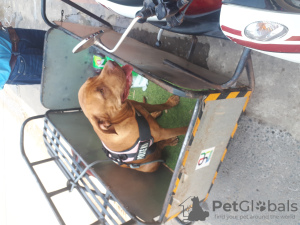 Foto №1. bandog - zum Verkauf in der Stadt Vientiane | 1420€ | Ankündigung № 105743