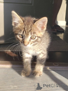 Foto №1. schottische faltohrkatze - zum Verkauf in der Stadt Georgia | Frei | Ankündigung № 148696