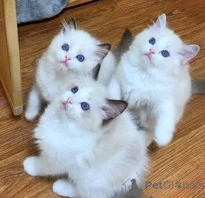 Foto №1. ragdoll-katze - zum Verkauf in der Stadt La Palma | verhandelt | Ankündigung № 169750