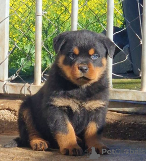 Foto №3. Rottweiler Canil der großen Krieger. Portugal