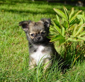 Foto №3. Chihuahua - langhaariger hübscher Junge. Weißrussland