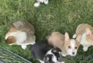 Foto №3. Pembroke Corgi Puppies for sale. Deutschland