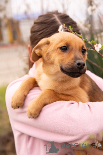 Foto №2 zu Ankündigung № 9971 zu verkaufen mischlingshund - einkaufen Russische Föderation quotient 	ankündigung
