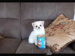 Foto №1. chihuahua - zum Verkauf in der Stadt Warschau | verhandelt | Ankündigung № 166895