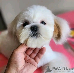 Foto №3. Entzückender Yorkshire Terrier, der auf Toilette trainiert wurde. Tierarzt,. Frankreich