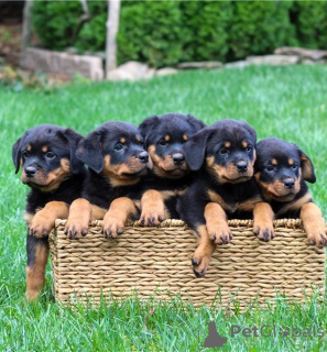 Foto №1. rottweiler - zum Verkauf in der Stadt Hongkong | verhandelt | Ankündigung № 170469