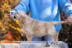 Foto №4. Ich werde verkaufen golden retriever in der Stadt Москва. züchter - preis - verhandelt