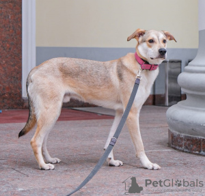 Foto №2 zu Ankündigung № 106926 zu verkaufen mischlingshund - einkaufen Russische Föderation quotient 	ankündigung