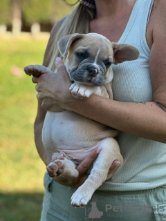 Zusätzliche Fotos: Welpen zu verkaufen Sehr süße französische Bulldoggenwelpen