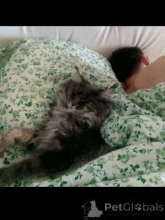 Foto №3. Kätzchen Maine Kun. Russische Föderation