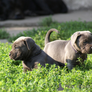 Foto №1. cane corso italiano - zum Verkauf in der Stadt Warschau | verhandelt | Ankündigung № 171212