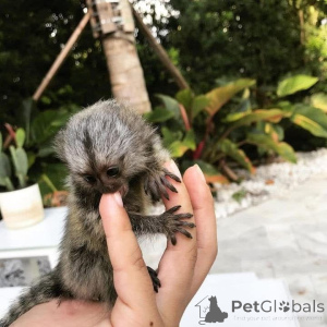 Foto №2 zu Ankündigung № 161695 zu verkaufen  - einkaufen Großbritannien 