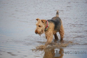 Foto №1. airedale terrier - zum Verkauf in der Stadt Glenmaye | verhandelt | Ankündigung № 168776