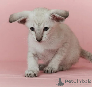 Foto №1. siamkatze - zum Verkauf in der Stadt München | 350€ | Ankündigung № 177653