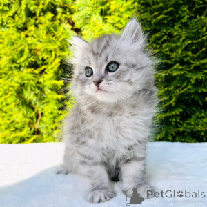 Foto №3. Maine Coon Kätzchen zur Adoption Verflügbar. Deutschland